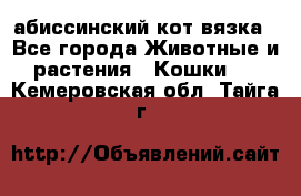 абиссинский кот вязка - Все города Животные и растения » Кошки   . Кемеровская обл.,Тайга г.